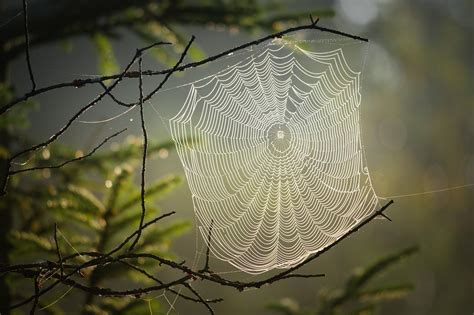 rüyada örümcek ağı görmek temizlemek